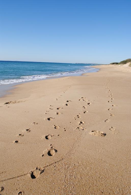 Surfside On The Beach Buddina Екстер'єр фото